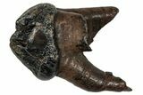 Pleistocene Fossil Manatee (Trichechus) Tooth - Florida #336169-1
